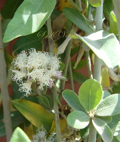  Plant with synflorescence